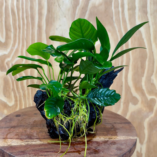 Pisces Enterprises One Only Nano Rainforest Driftwood Creation - One Only - Beautiful Nano Rainforest Driftwood Creation - One Only - Beautiful