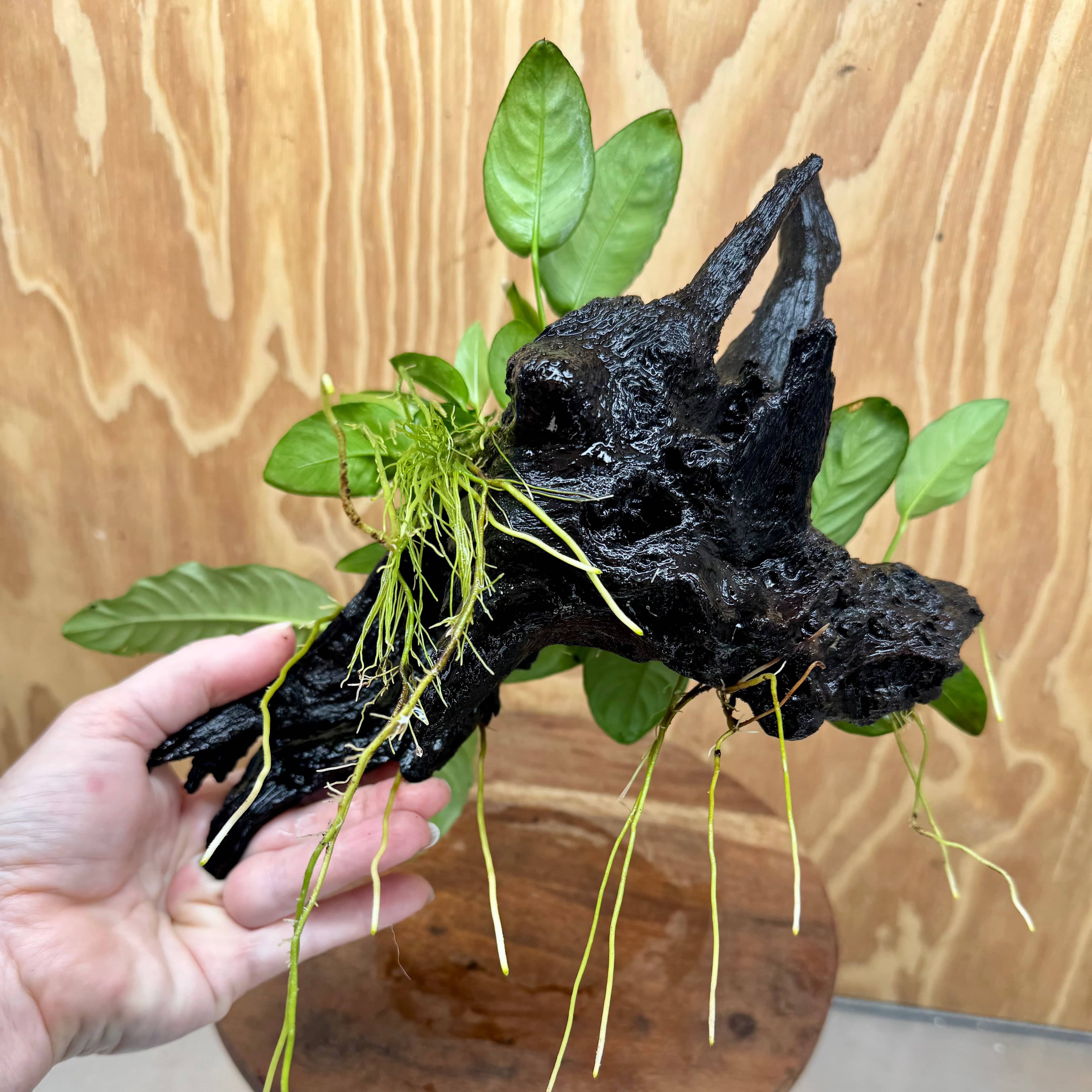 Pisces Enterprises One Only Nano Rainforest Driftwood Creation - One Only - Beautiful Nano Rainforest Driftwood Creation - One Only - Beautiful