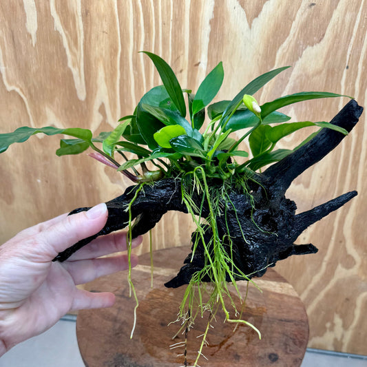 Pisces Enterprises One Only Nano Rainforest Driftwood Creation - One Only - Beautiful Nano Rainforest Driftwood Creation - One Only - Beautiful