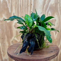 Pisces Enterprises One Only Nano Rainforest Driftwood Creation - One Only - Beautiful Nano Rainforest Driftwood Creation - One Only - Beautiful