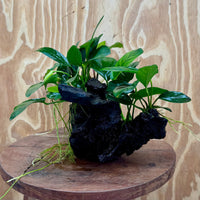 Pisces Enterprises One Only Nano Rainforest Driftwood Creation - One Only - Beautiful Nano Rainforest Driftwood Creation - One Only - Beautiful