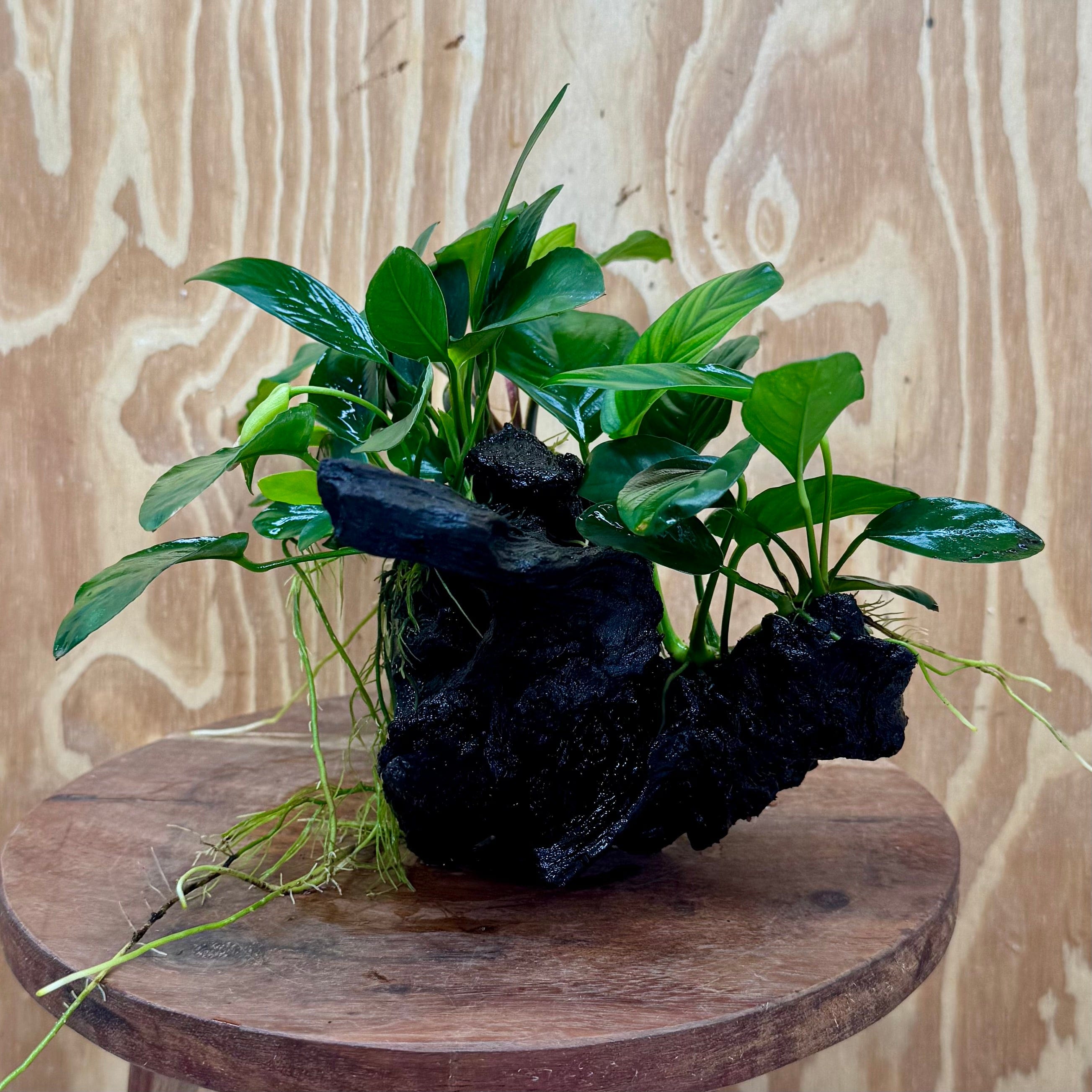 Pisces Enterprises One Only Nano Rainforest Driftwood Creation - One Only - Beautiful Nano Rainforest Driftwood Creation - One Only - Beautiful