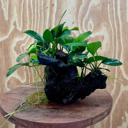 Pisces Enterprises One Only Nano Rainforest Driftwood Creation - One Only - Beautiful Nano Rainforest Driftwood Creation - One Only - Beautiful