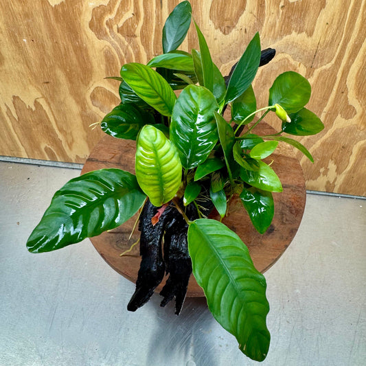 Pisces Enterprises One Only Nano Rainforest Driftwood Creation - One Only - Beautiful Nano Rainforest Driftwood Creation - One Only - Beautiful