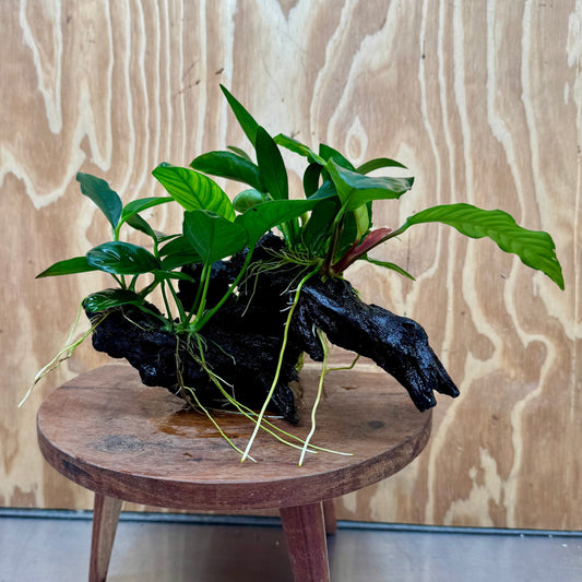 Pisces Enterprises One Only Nano Rainforest Driftwood Creation - One Only - Beautiful Nano Rainforest Driftwood Creation - One Only - Beautiful