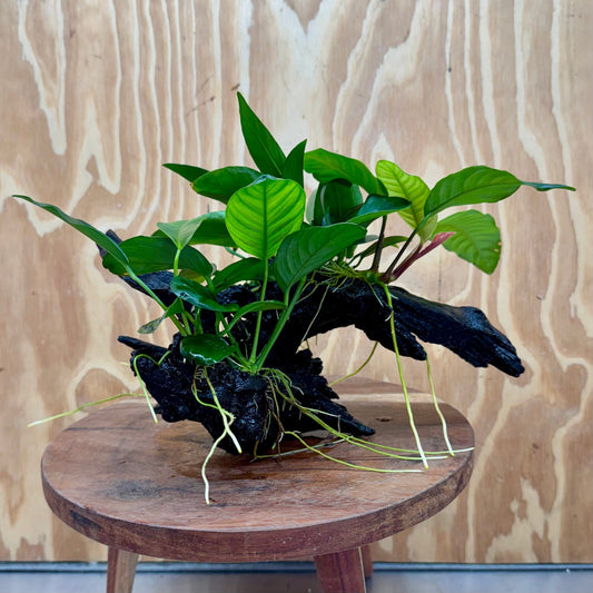 Pisces Enterprises One Only Nano Rainforest Driftwood Creation - One Only - Beautiful Nano Rainforest Driftwood Creation - One Only - Beautiful