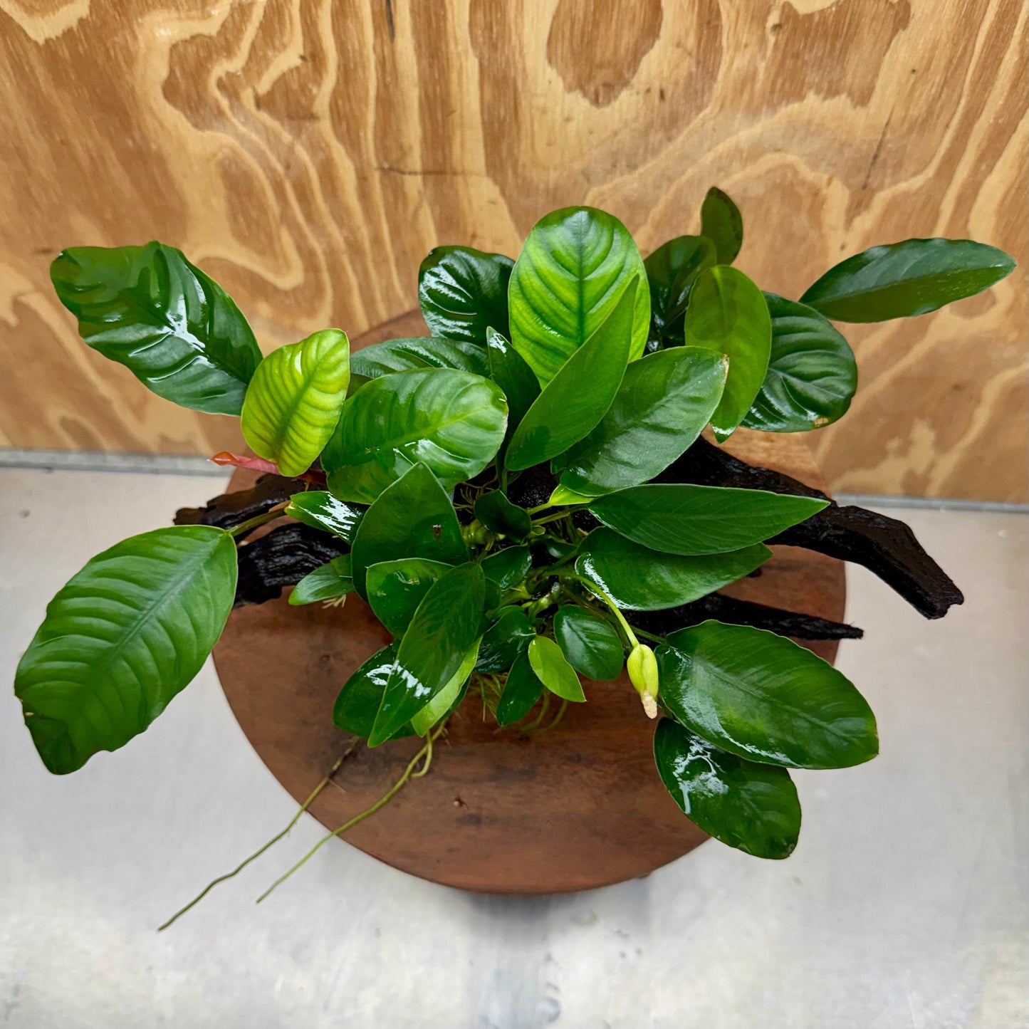 Pisces Enterprises One Only Nano Rainforest Driftwood Creation - One Only - Beautiful Nano Rainforest Driftwood Creation - One Only - Beautiful