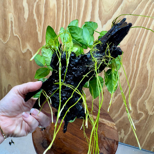 Pisces Enterprises One Only Nano Rainforest Driftwood Creation - One Only - Beautiful Nano Rainforest Driftwood Creation - One Only - Beautiful