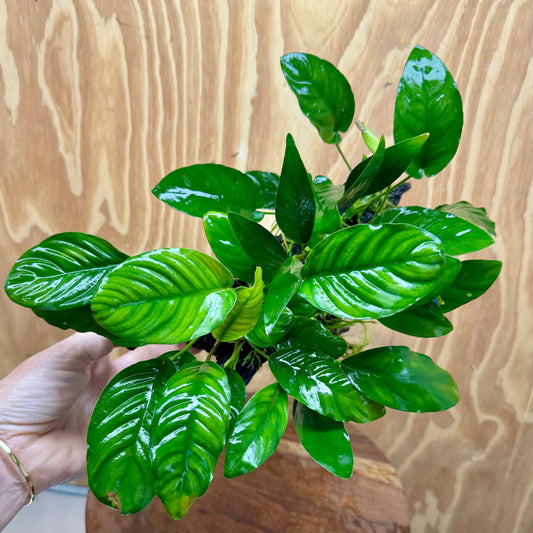 Pisces Enterprises One Only Nano Rainforest Driftwood Creation - One Only - Beautiful Nano Rainforest Driftwood Creation - One Only - Beautiful