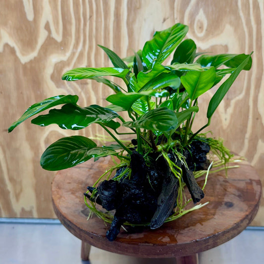 Pisces Enterprises One Only Nano Rainforest Driftwood Creation - One Only - Beautiful Nano Rainforest Driftwood Creation - One Only - Beautiful