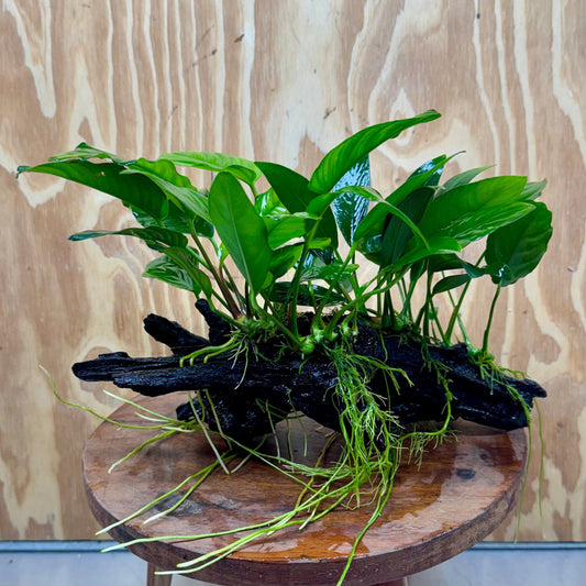 Pisces Enterprises One Only Nano Rainforest Driftwood Creation - One Only - Beautiful Nano Rainforest Driftwood Creation - One Only - Beautiful