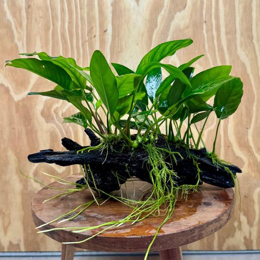 Pisces Enterprises One Only Nano Rainforest Driftwood Creation - One Only - Beautiful Nano Rainforest Driftwood Creation - One Only - Beautiful