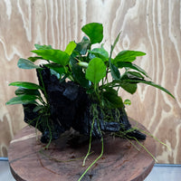 Pisces Enterprises One Only Nano Rainforest Driftwood Creation - One Only - Beautiful Nano Rainforest Driftwood Creation - One Only - Beautiful