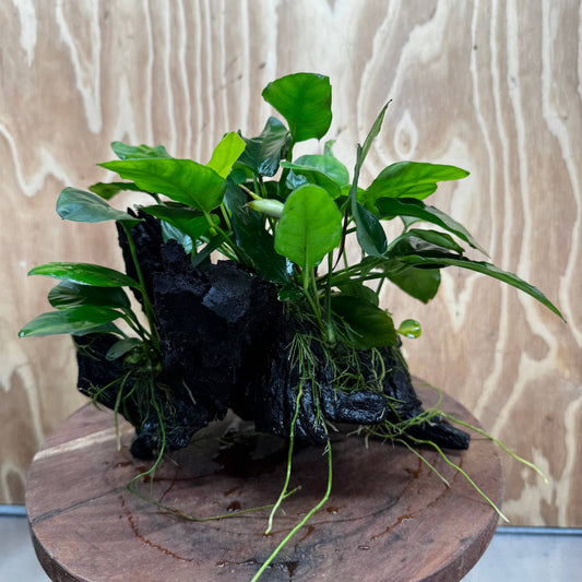 Pisces Enterprises One Only Nano Rainforest Driftwood Creation - One Only - Beautiful Nano Rainforest Driftwood Creation - One Only - Beautiful