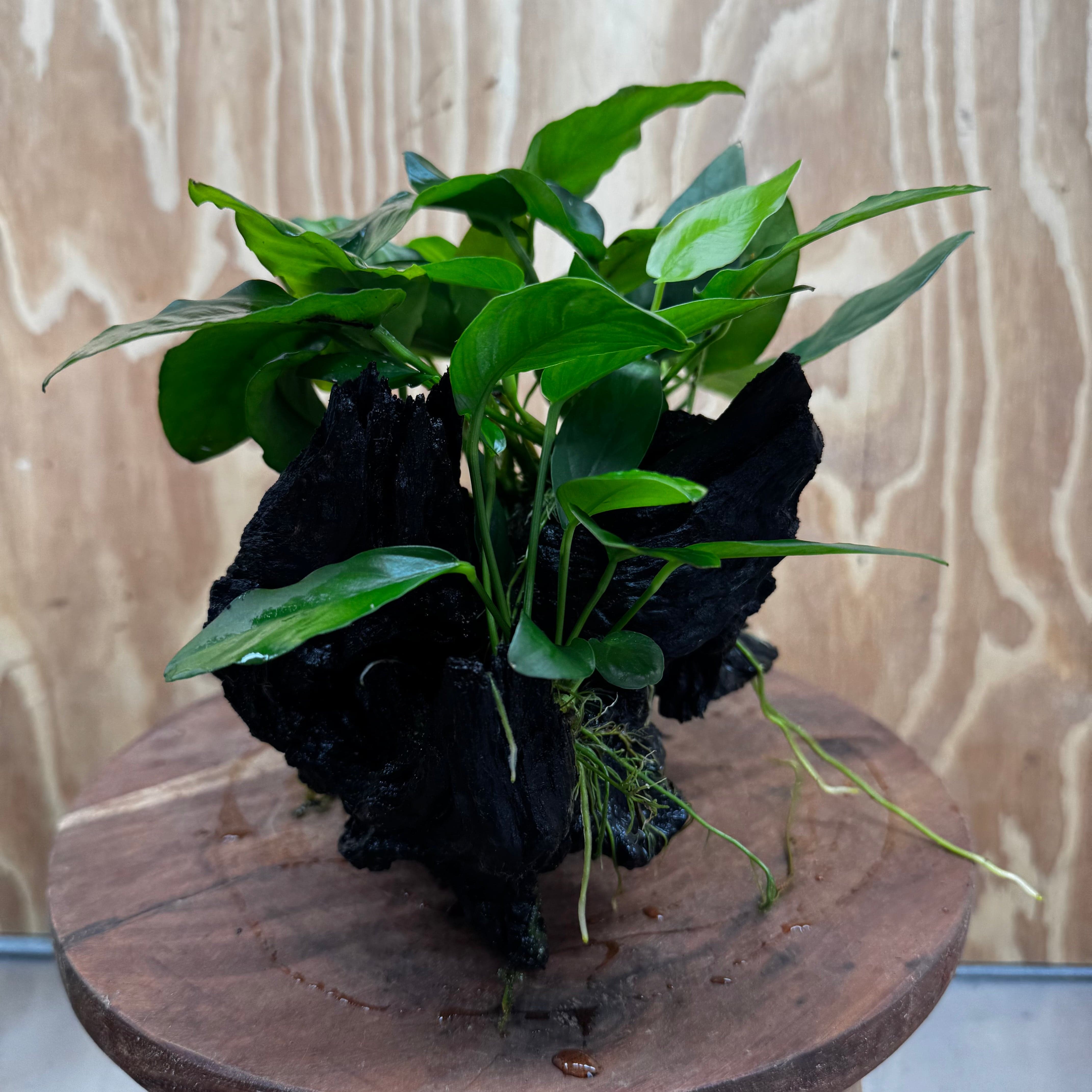 Pisces Enterprises One Only Nano Rainforest Driftwood Creation - One Only - Beautiful Nano Rainforest Driftwood Creation - One Only - Beautiful