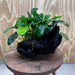 Pisces Enterprises One Only Nano Rainforest Driftwood Creation - One Only - Beautiful Nano Rainforest Driftwood Creation - One Only - Beautiful