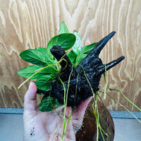 Pisces Enterprises One Only Nano Rainforest Driftwood Creation - One Only - Beautiful Nano Rainforest Driftwood Creation - One Only - Beautiful