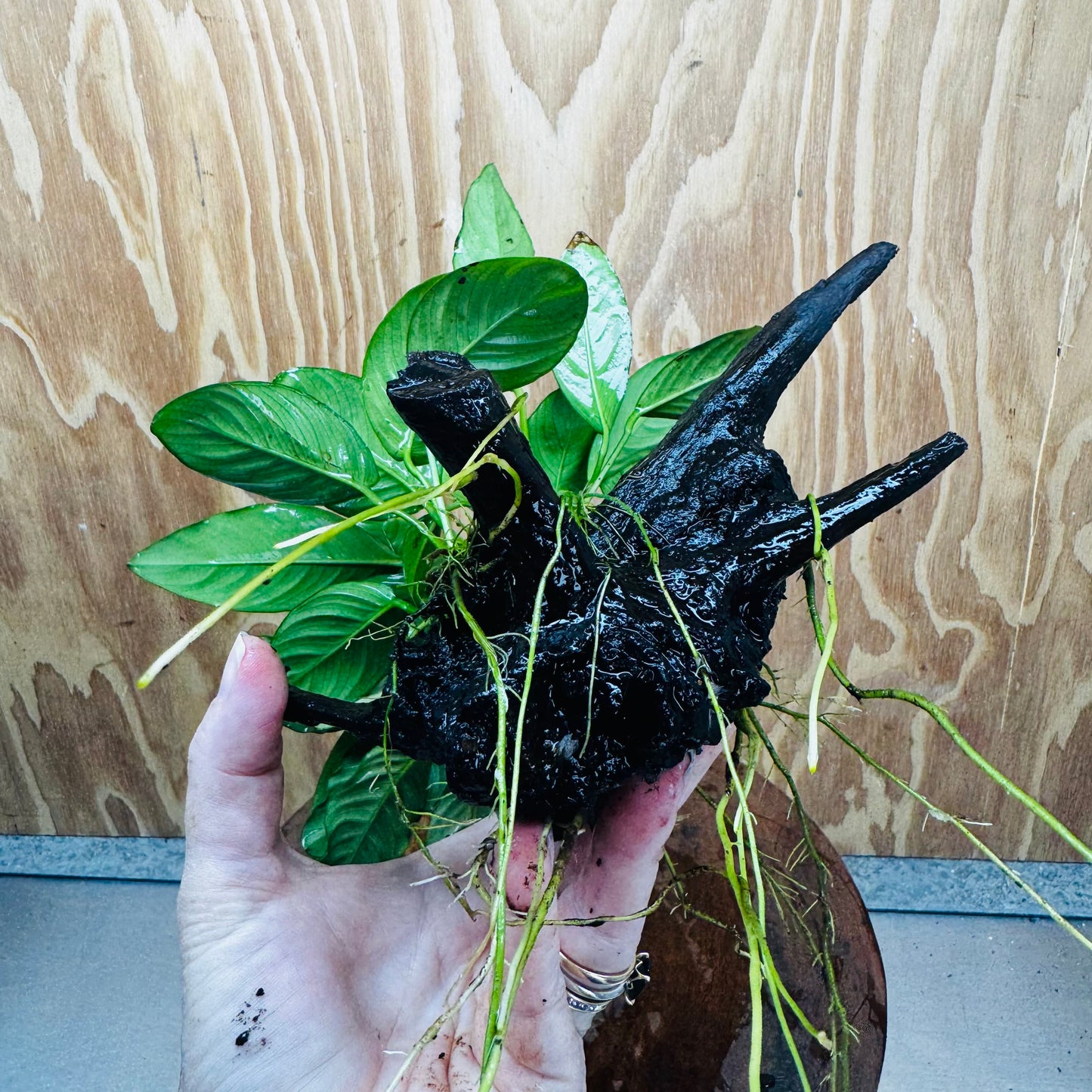 Pisces Enterprises One Only Nano Rainforest Driftwood Creation - One Only - Beautiful Nano Rainforest Driftwood Creation - One Only - Beautiful