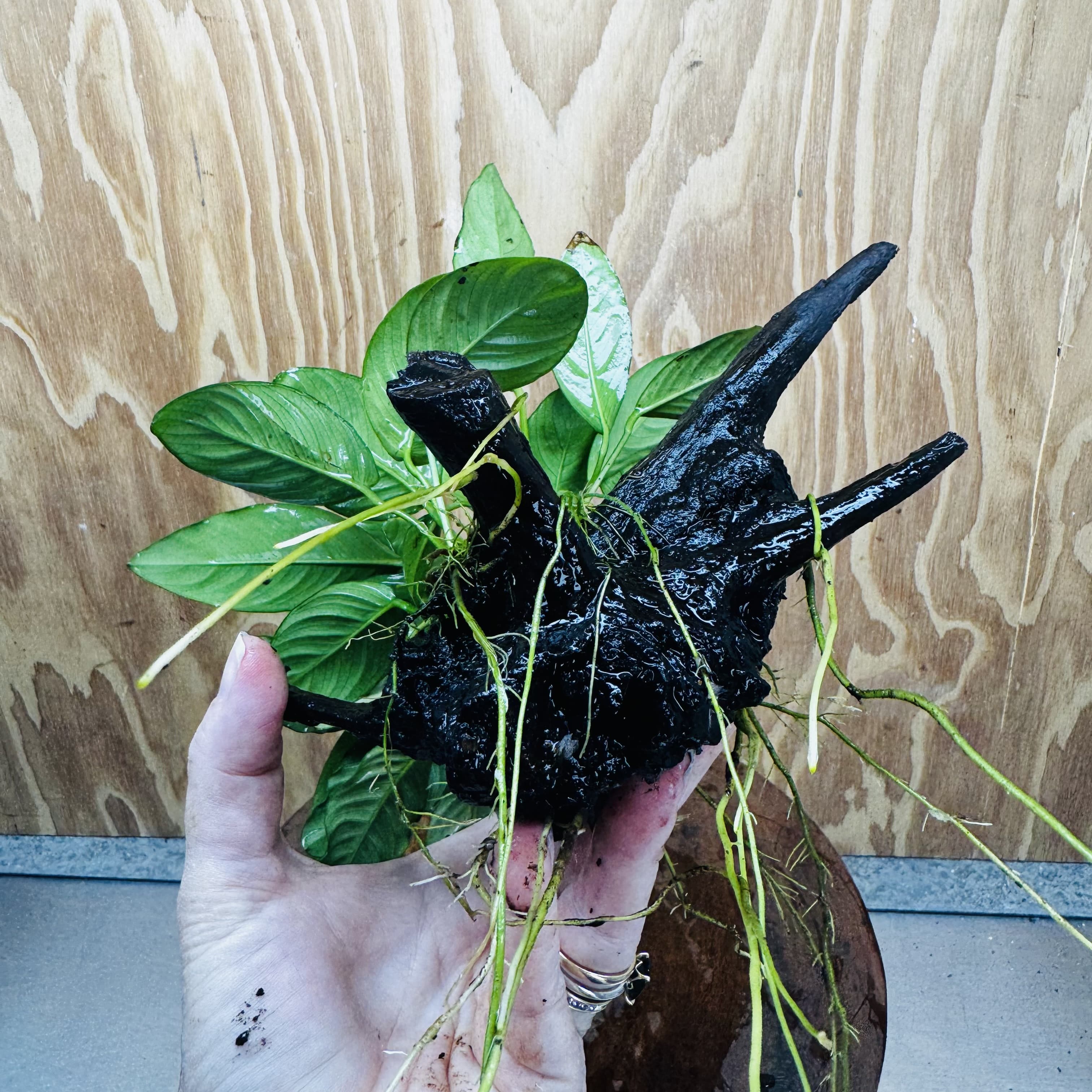 Pisces Enterprises One Only Nano Rainforest Driftwood Creation - One Only - Beautiful Nano Rainforest Driftwood Creation - One Only - Beautiful