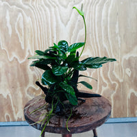 Pisces Enterprises One Only Nano Rainforest Driftwood Creation - One Only - Beautiful Nano Rainforest Driftwood Creation - One Only - Beautiful