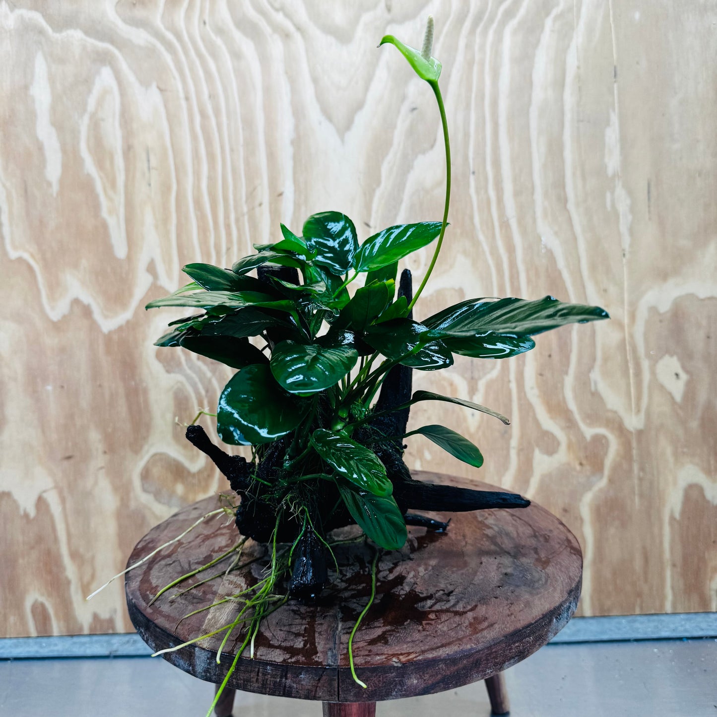 Pisces Enterprises One Only Nano Rainforest Driftwood Creation - One Only - Beautiful Nano Rainforest Driftwood Creation - One Only - Beautiful