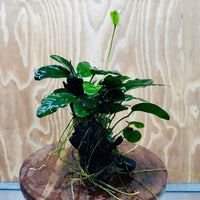 Pisces Enterprises One Only Nano Rainforest Driftwood Creation - One Only - Beautiful Nano Rainforest Driftwood Creation - One Only - Beautiful