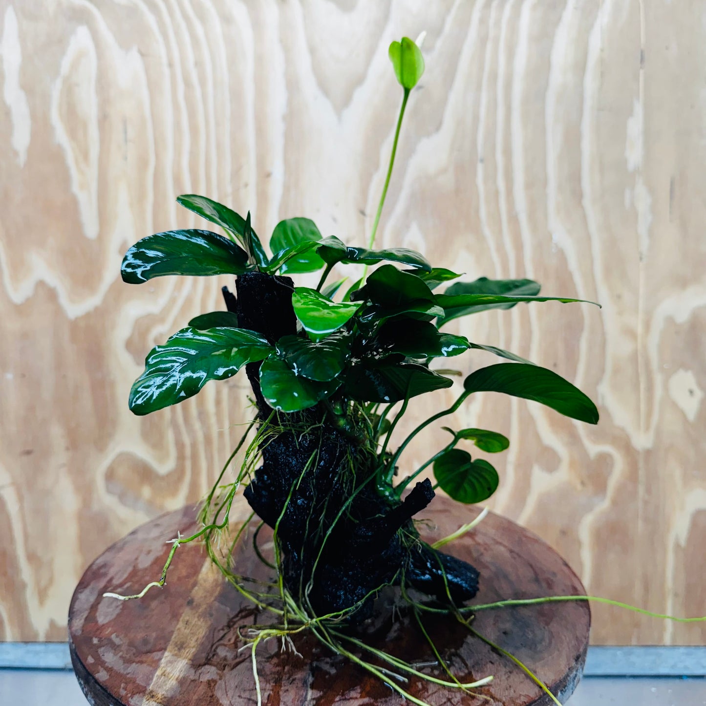 Pisces Enterprises One Only Nano Rainforest Driftwood Creation - One Only - Beautiful Nano Rainforest Driftwood Creation - One Only - Beautiful
