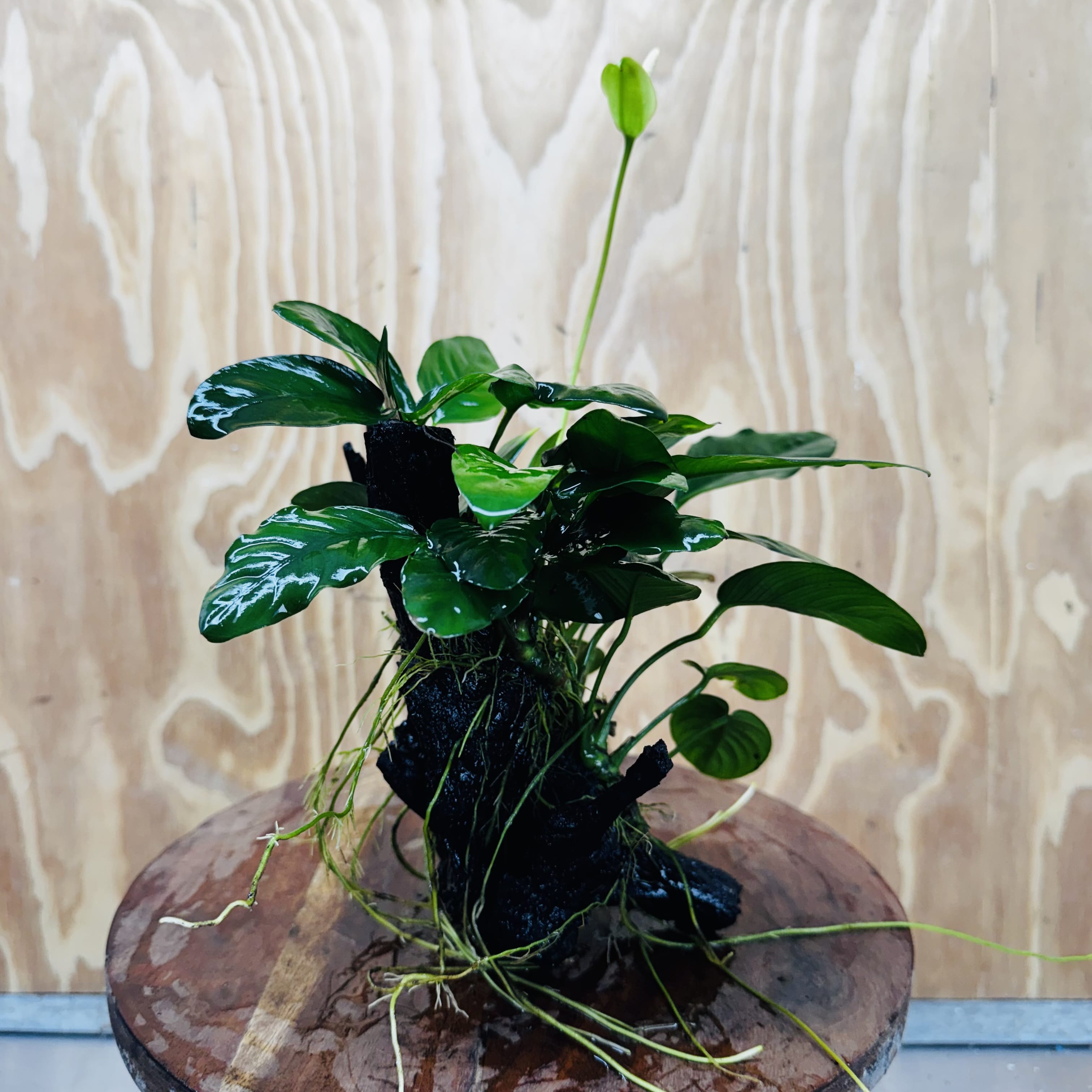 Pisces Enterprises One Only Nano Rainforest Driftwood Creation - One Only - Beautiful Nano Rainforest Driftwood Creation - One Only - Beautiful