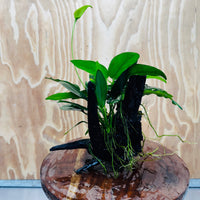 Pisces Enterprises One Only Nano Rainforest Driftwood Creation - One Only - Beautiful Nano Rainforest Driftwood Creation - One Only - Beautiful