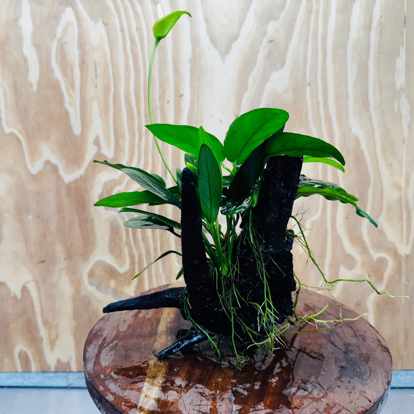 Pisces Enterprises One Only Nano Rainforest Driftwood Creation - One Only - Beautiful Nano Rainforest Driftwood Creation - One Only - Beautiful