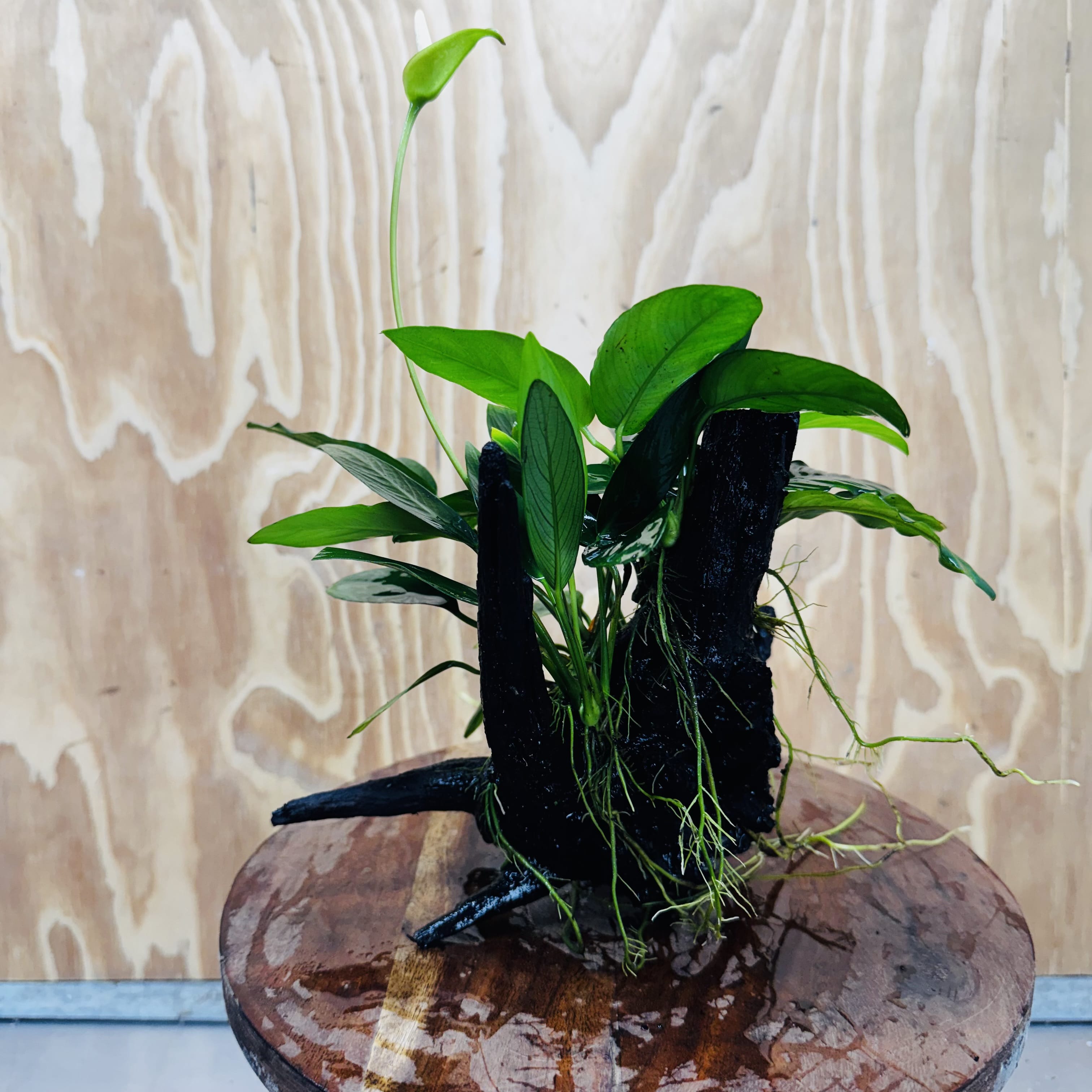 Pisces Enterprises One Only Nano Rainforest Driftwood Creation - One Only - Beautiful Nano Rainforest Driftwood Creation - One Only - Beautiful