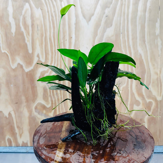 Pisces Enterprises One Only Nano Rainforest Driftwood Creation - One Only - Beautiful Nano Rainforest Driftwood Creation - One Only - Beautiful