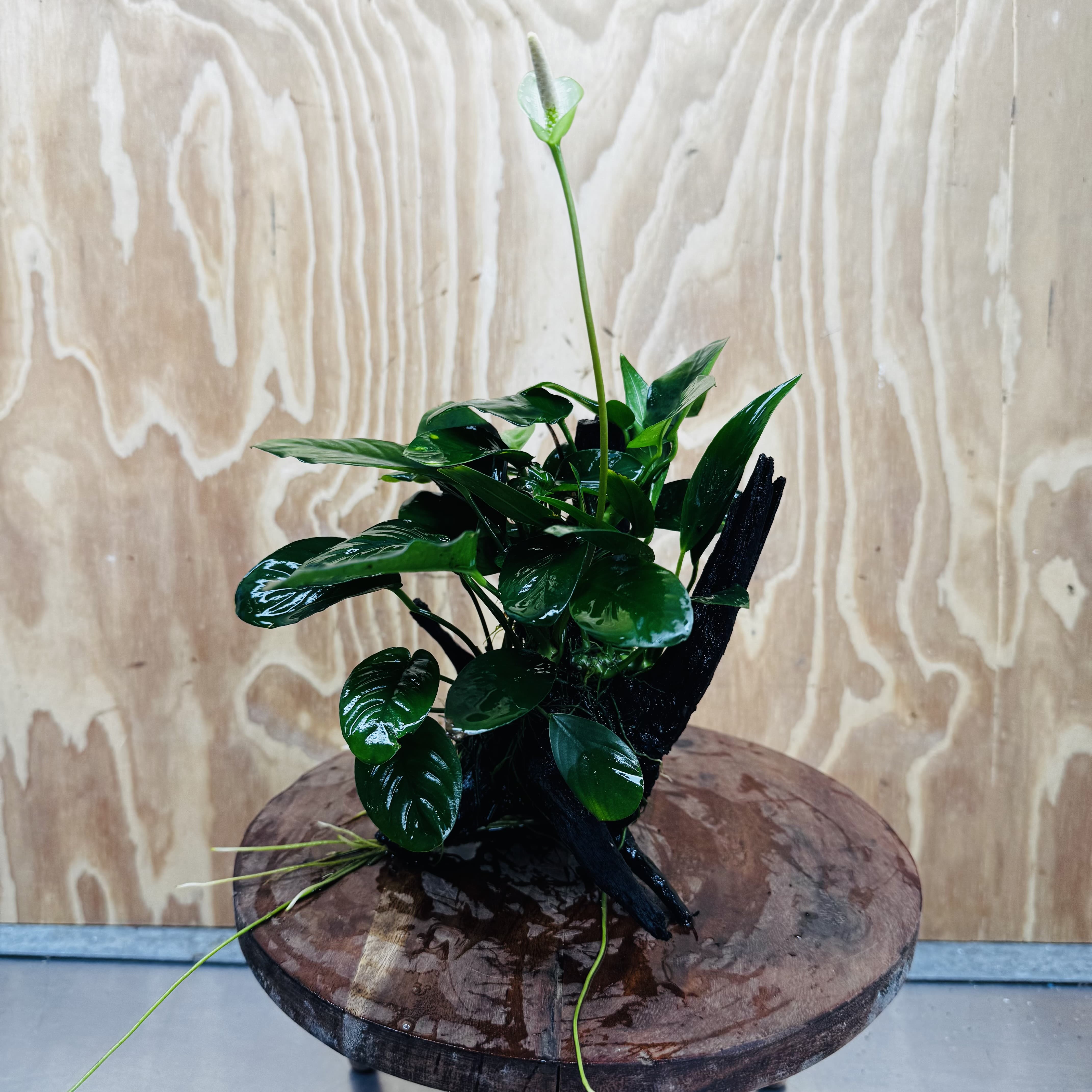 Pisces Enterprises One Only Nano Rainforest Driftwood Creation - One Only - Beautiful Nano Rainforest Driftwood Creation - One Only - Beautiful