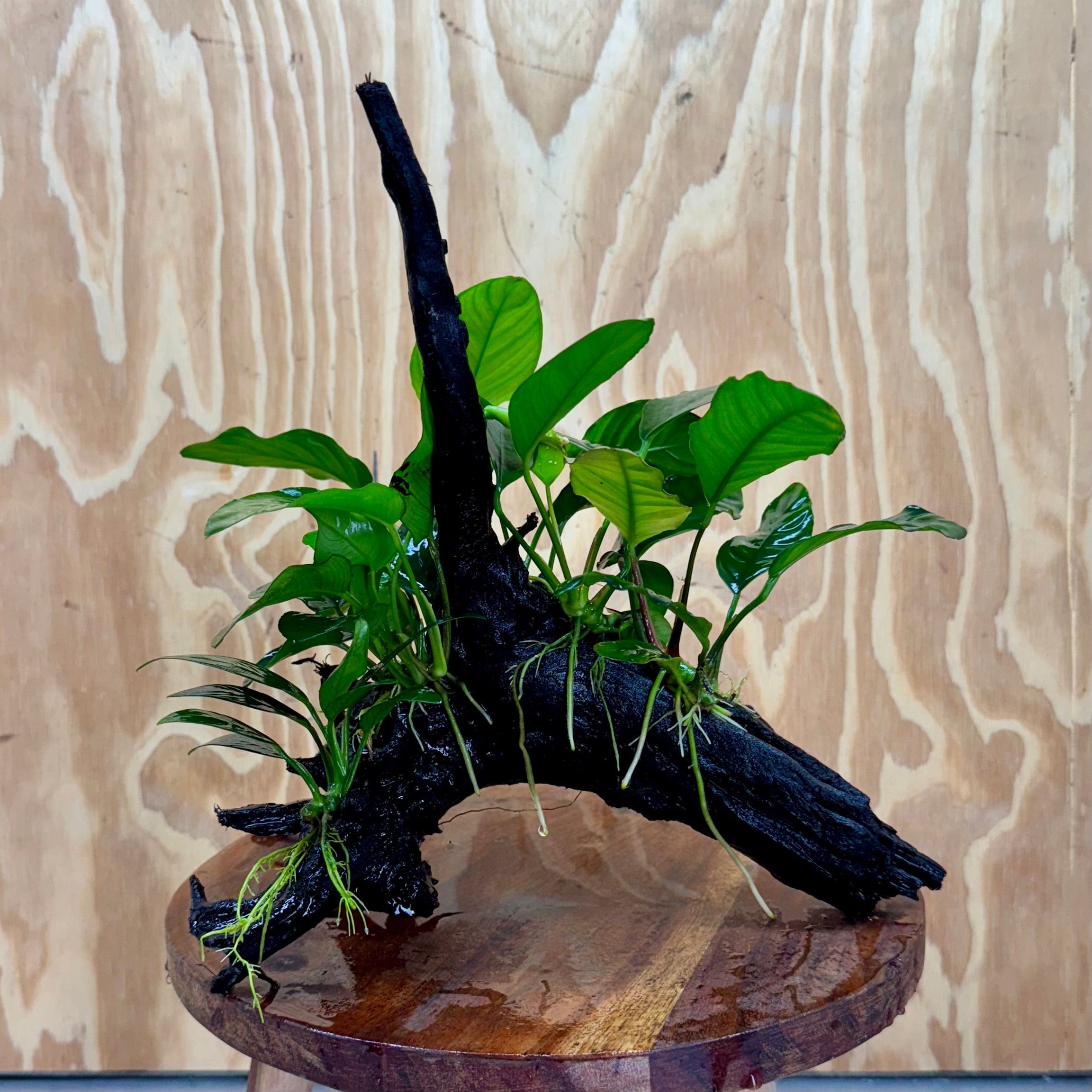 Pisces Enterprises One Only Nano Rainforest Driftwood Creation - One Only - Creative Nano Rainforest Driftwood Creation - One Only - Creative