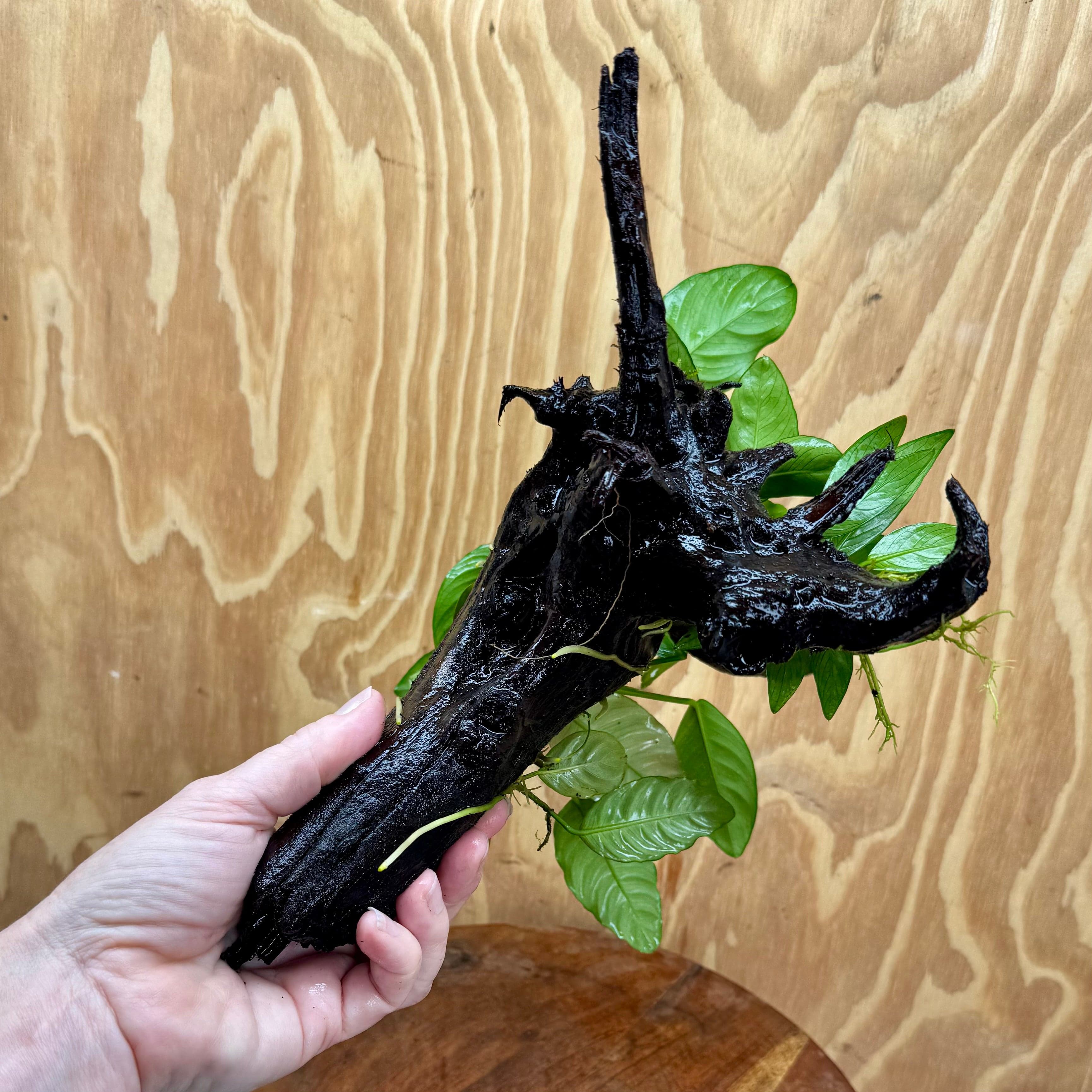 Pisces Enterprises One Only Nano Rainforest Driftwood Creation - One Only - Creative Nano Rainforest Driftwood Creation - One Only - Creative