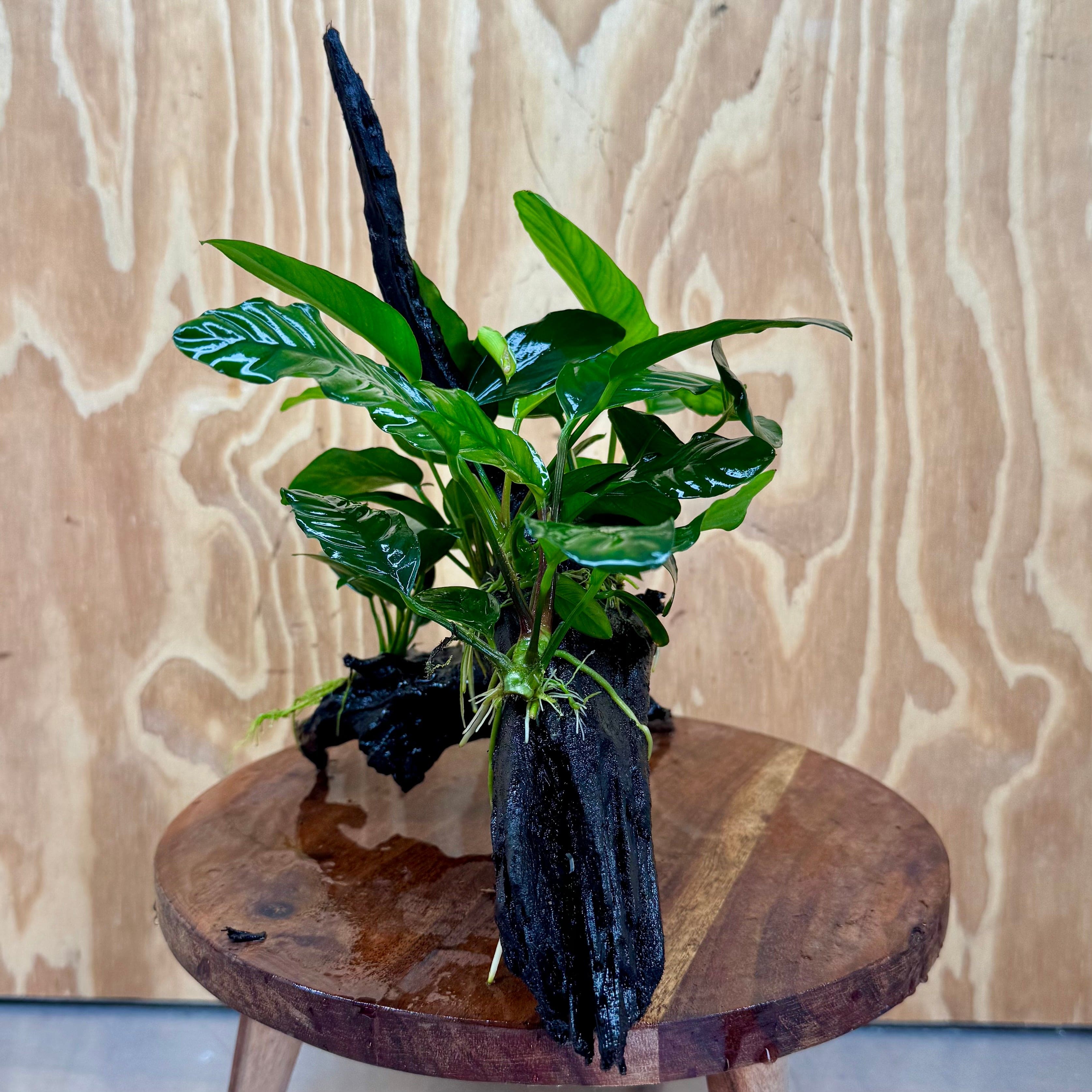 Pisces Enterprises One Only Nano Rainforest Driftwood Creation - One Only - Creative Nano Rainforest Driftwood Creation - One Only - Creative