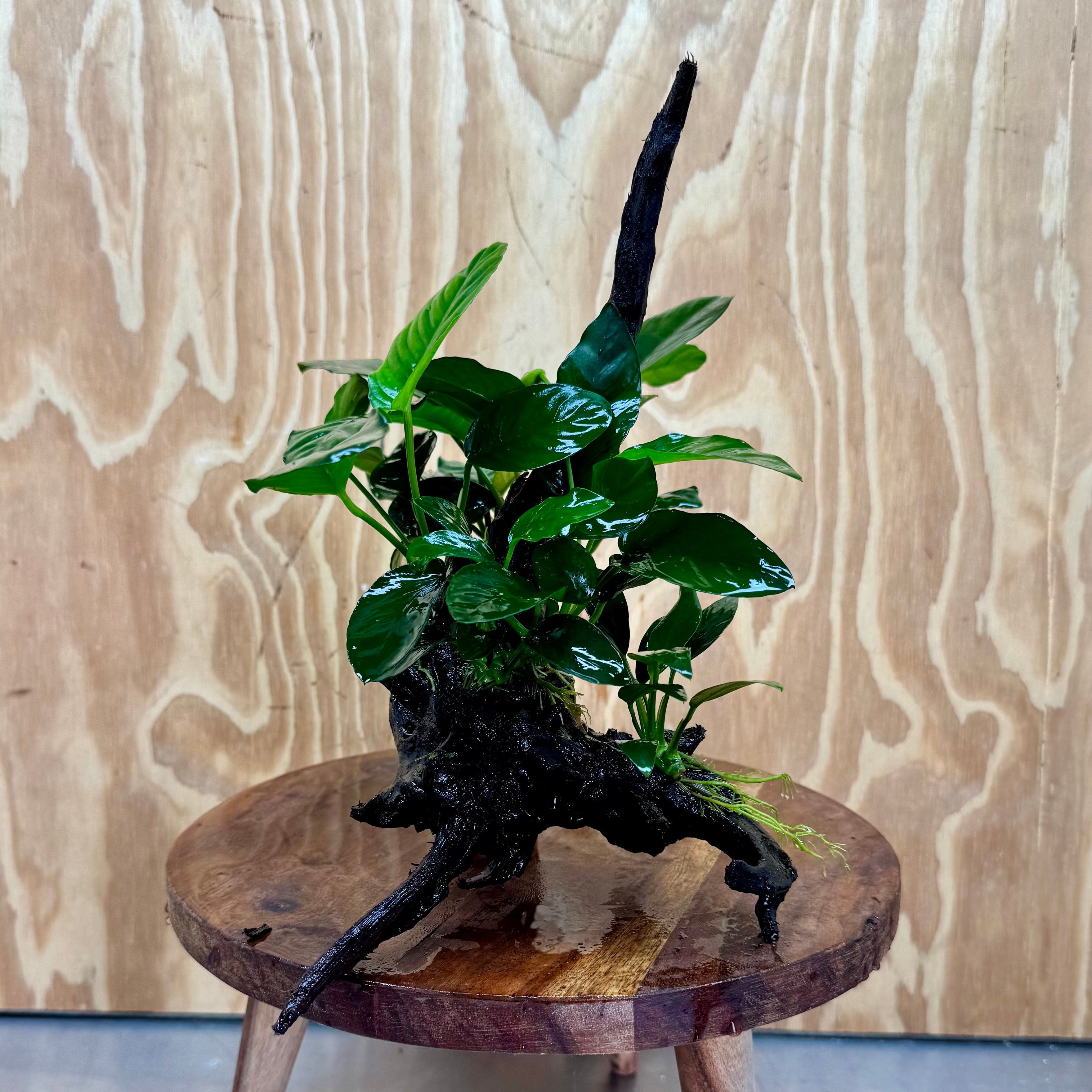 Pisces Enterprises One Only Nano Rainforest Driftwood Creation - One Only - Creative Nano Rainforest Driftwood Creation - One Only - Creative