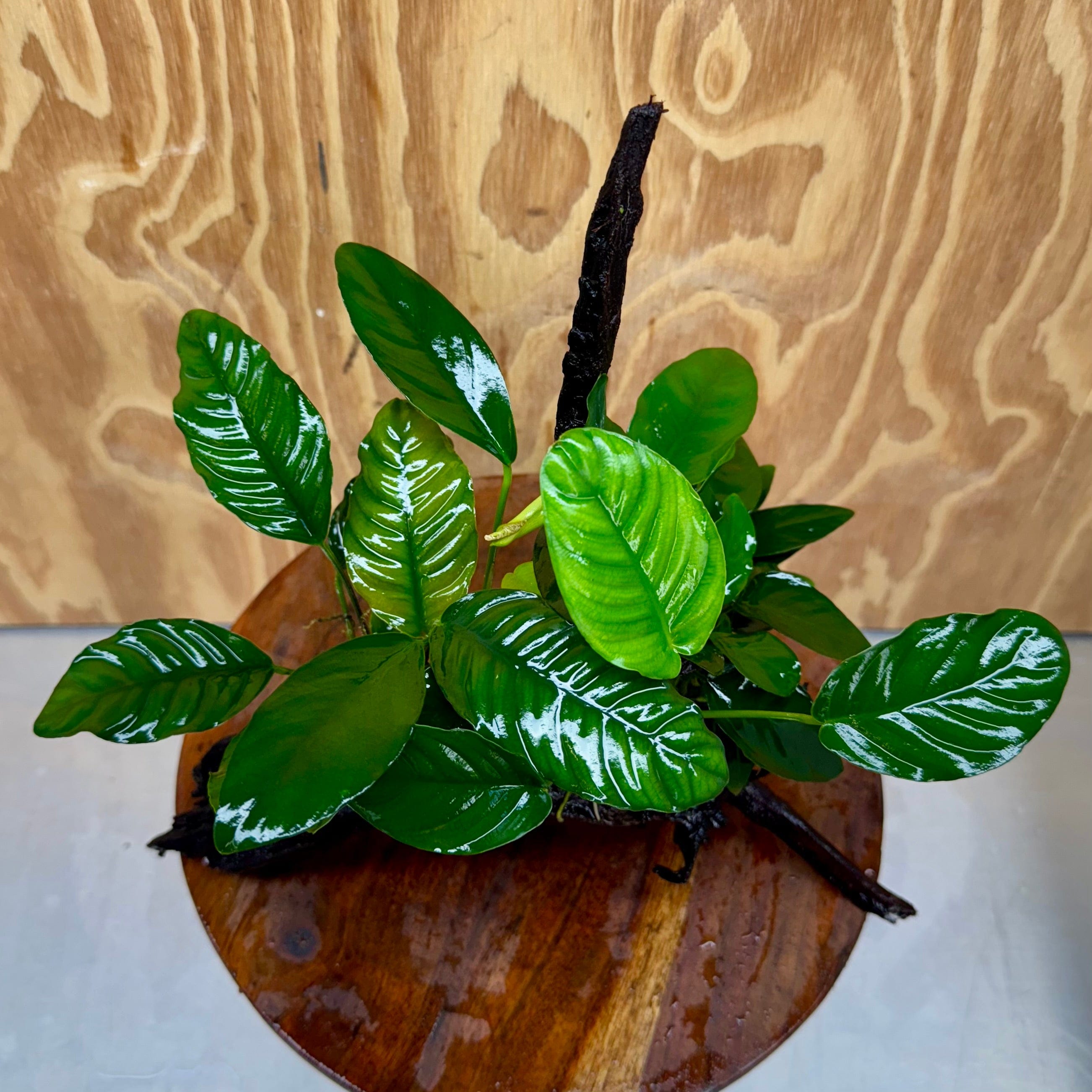 Pisces Enterprises One Only Nano Rainforest Driftwood Creation - One Only - Creative Nano Rainforest Driftwood Creation - One Only - Creative