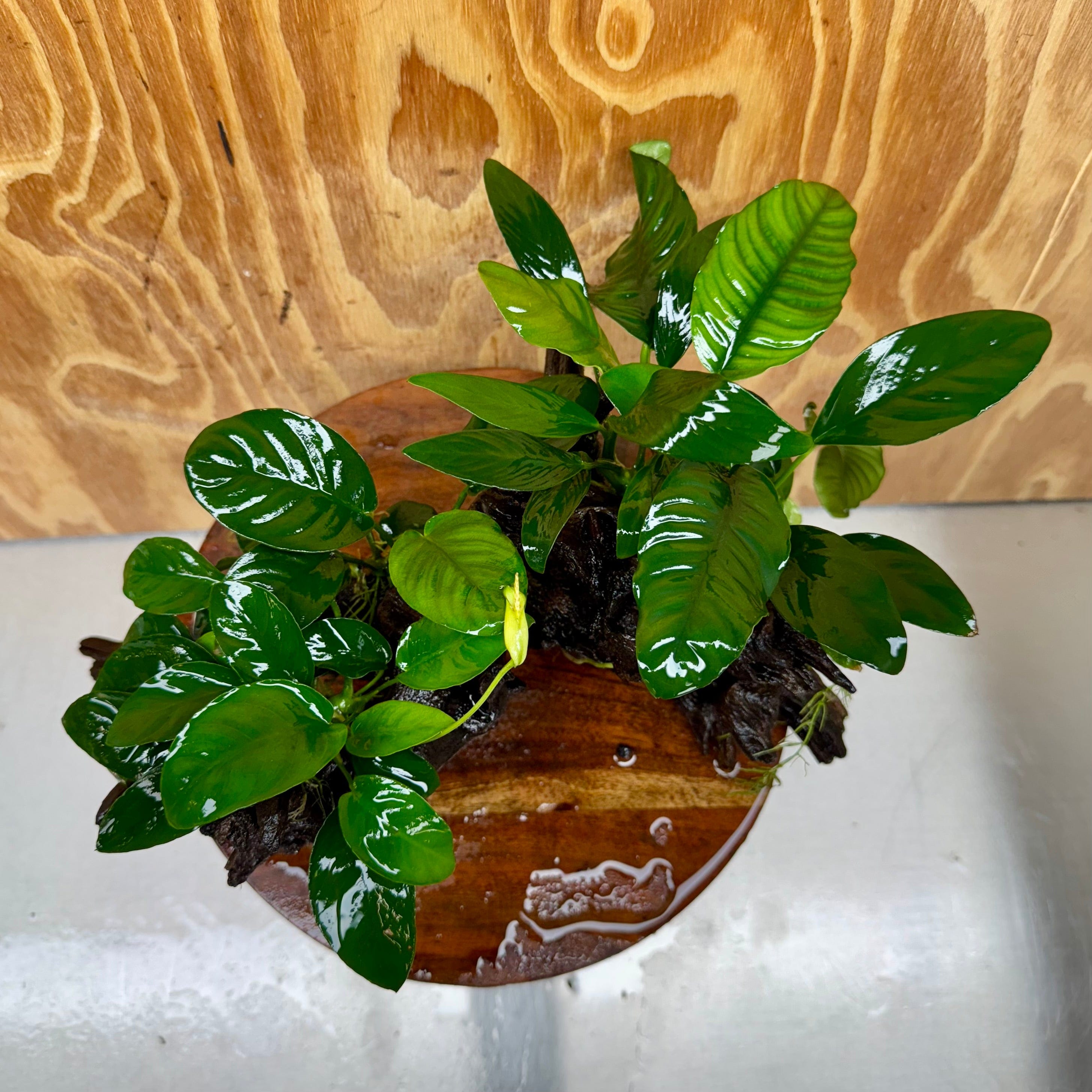 Pisces Enterprises One Only Nano Rainforest Driftwood Creation - One Only - Creative Nano Rainforest Driftwood Creation - One Only - Creative