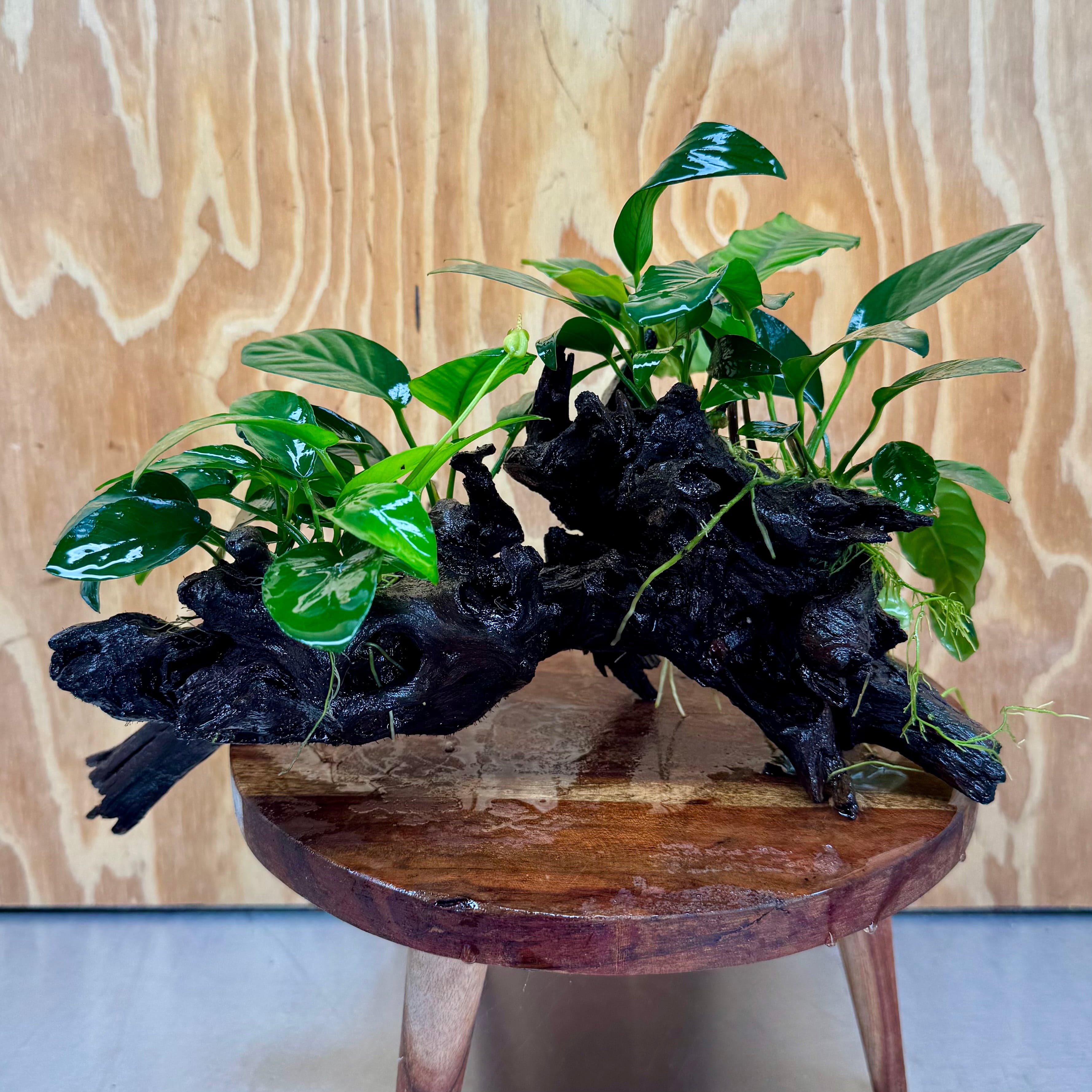Pisces Enterprises One Only Nano Rainforest Driftwood Creation - One Only - Creative Nano Rainforest Driftwood Creation - One Only - Creative