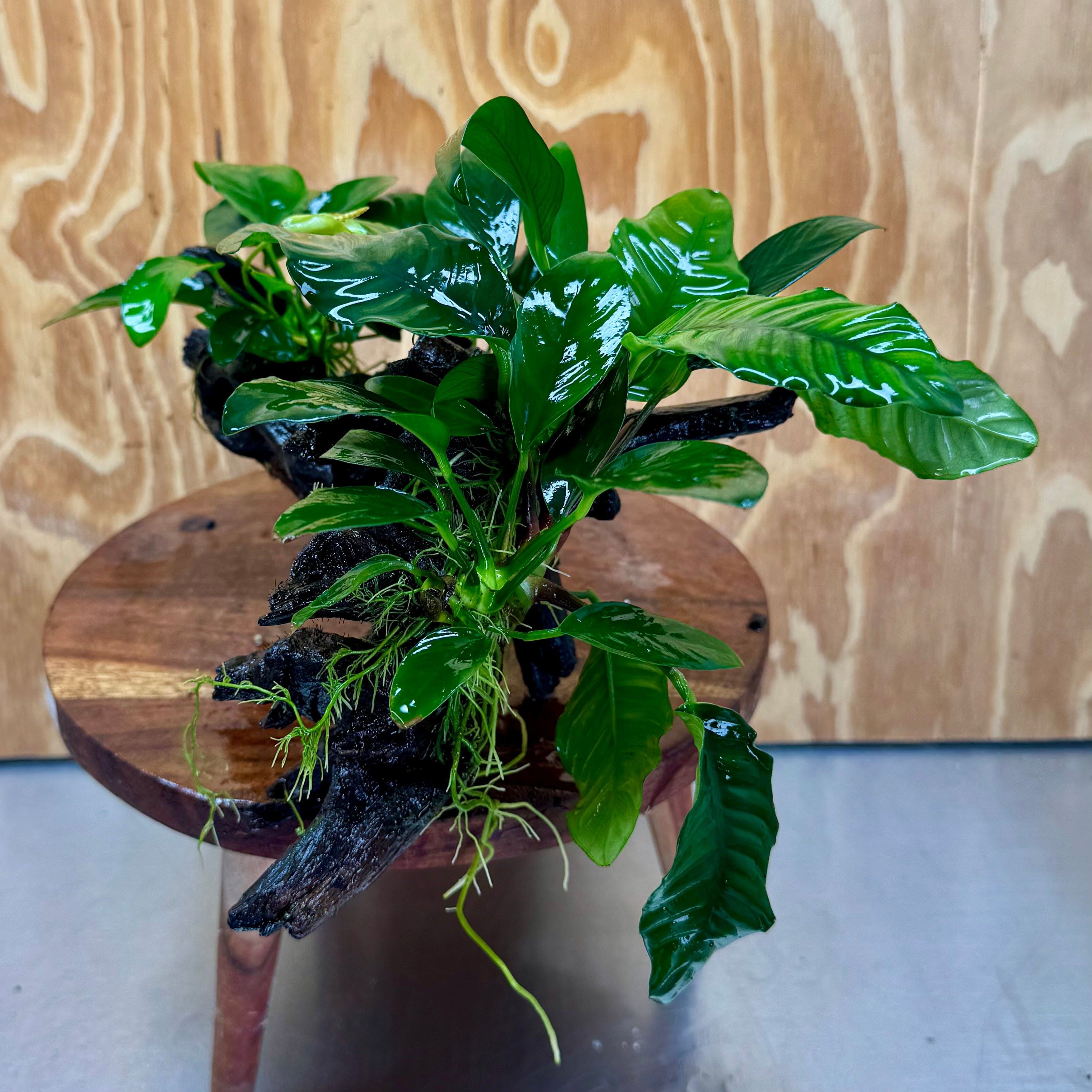 Pisces Enterprises One Only Nano Rainforest Driftwood Creation - One Only - Creative Nano Rainforest Driftwood Creation - One Only - Creative