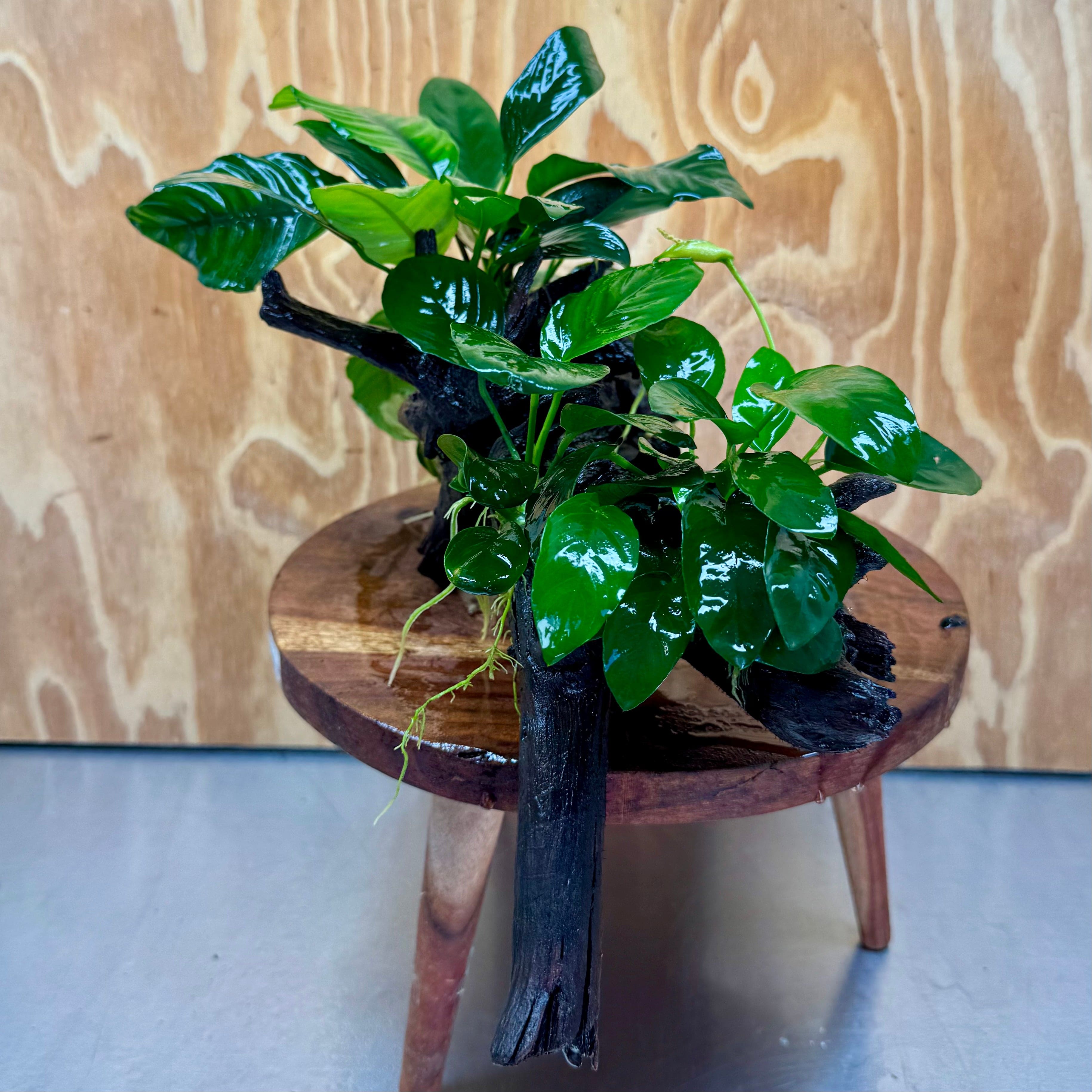 Pisces Enterprises One Only Nano Rainforest Driftwood Creation - One Only - Creative Nano Rainforest Driftwood Creation - One Only - Creative
