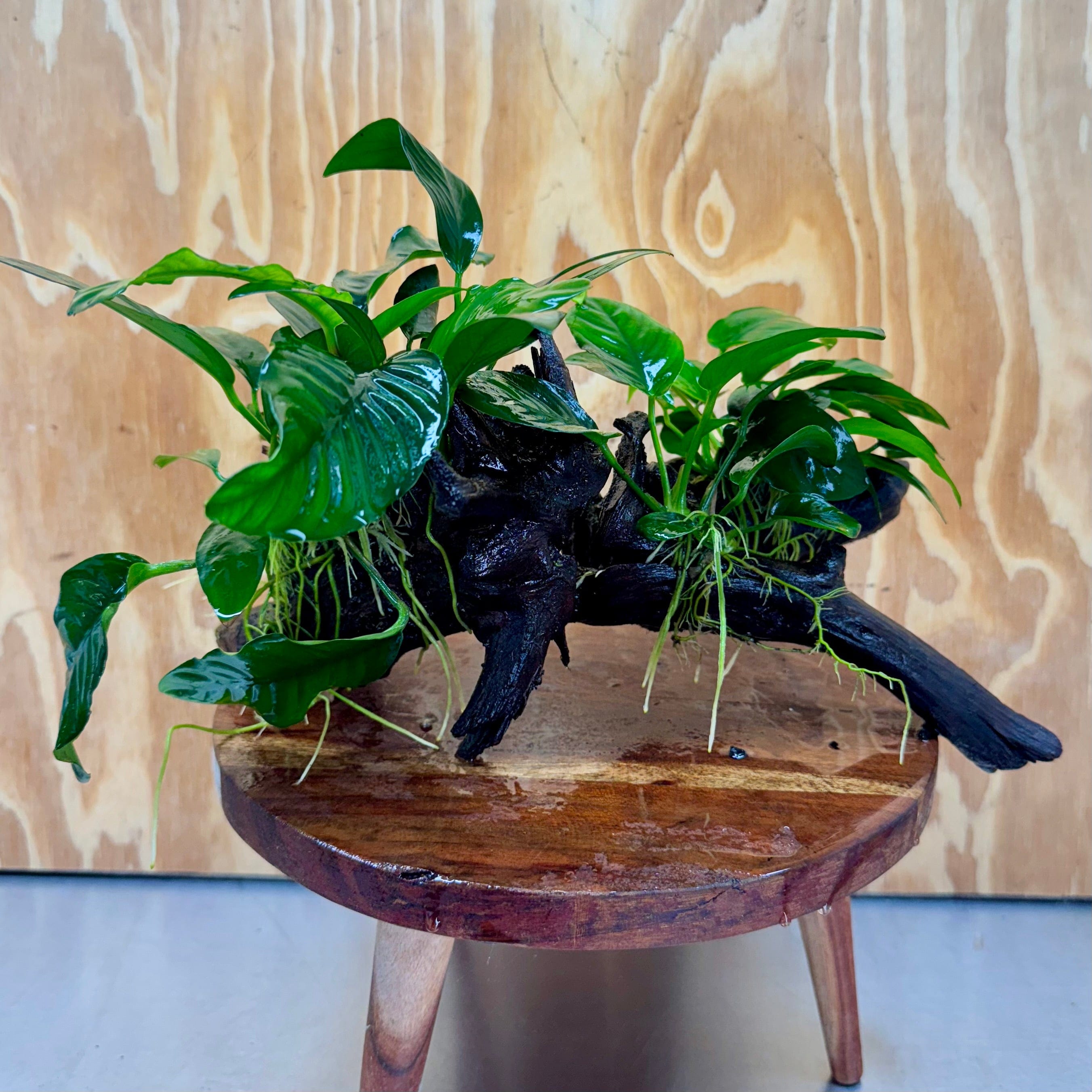 Pisces Enterprises One Only Nano Rainforest Driftwood Creation - One Only - Creative Nano Rainforest Driftwood Creation - One Only - Creative
