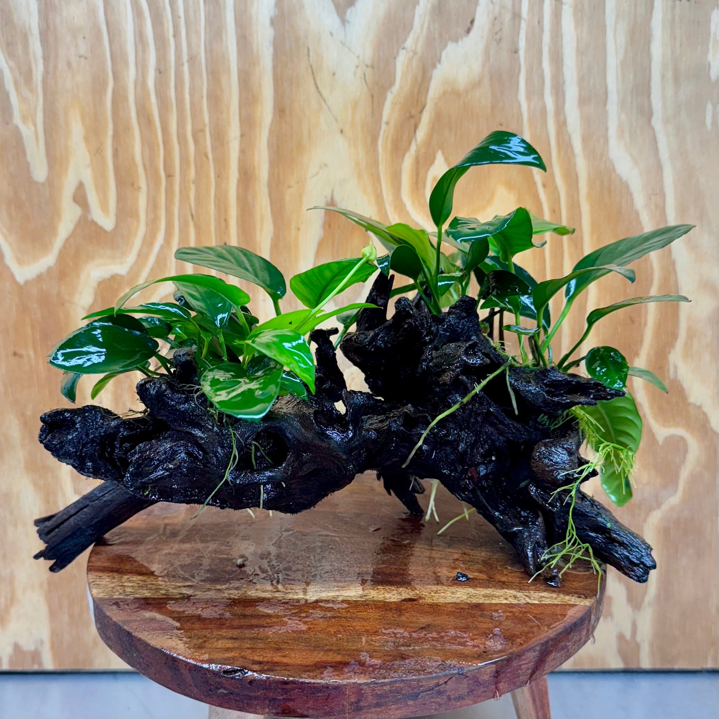 Pisces Enterprises One Only Nano Rainforest Driftwood Creation - One Only - Creative Nano Rainforest Driftwood Creation - One Only - Creative