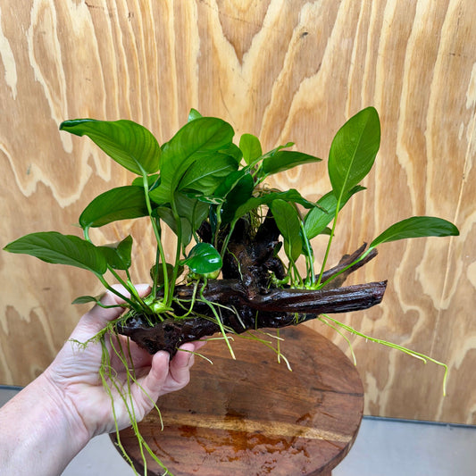 Pisces Enterprises One Only Nano Rainforest Driftwood Creation - One Only - Creative Nano Rainforest Driftwood Creation - One Only - Creative