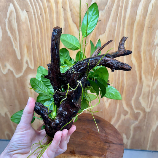 Pisces Enterprises One Only Nano Rainforest Driftwood Creation - One Only - Creative Nano Rainforest Driftwood Creation - One Only - Creative