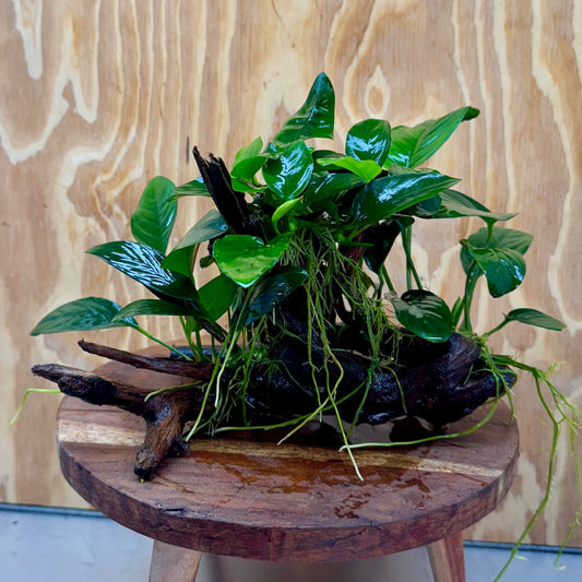 Pisces Enterprises One Only Nano Rainforest Driftwood Creation - One Only - Creative Nano Rainforest Driftwood Creation - One Only - Creative