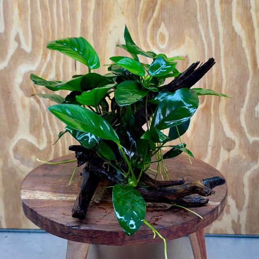 Pisces Enterprises One Only Nano Rainforest Driftwood Creation - One Only - Creative Nano Rainforest Driftwood Creation - One Only - Creative