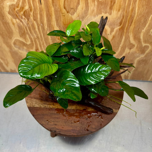 Pisces Enterprises One Only Nano Rainforest Driftwood Creation - One Only - Creative Nano Rainforest Driftwood Creation - One Only - Creative