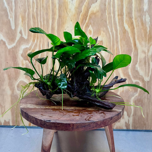 Pisces Enterprises One Only Nano Rainforest Driftwood Creation - One Only - Creative Nano Rainforest Driftwood Creation - One Only - Creative